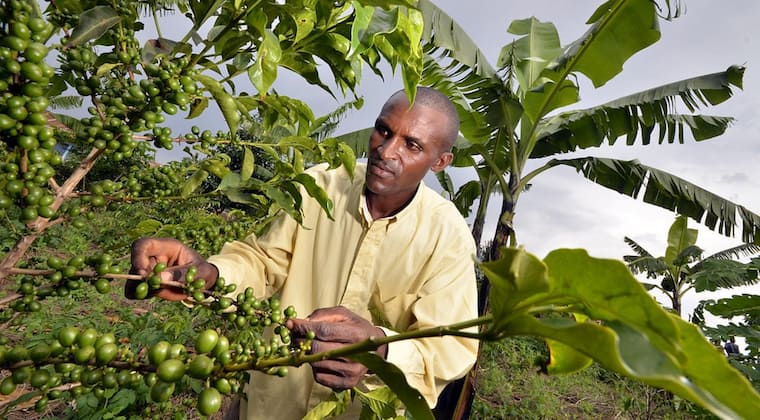 Coffee and banana intercropping systems in Rwanda. Photo: Pic by Neil Palmer (CIAT).Flickr