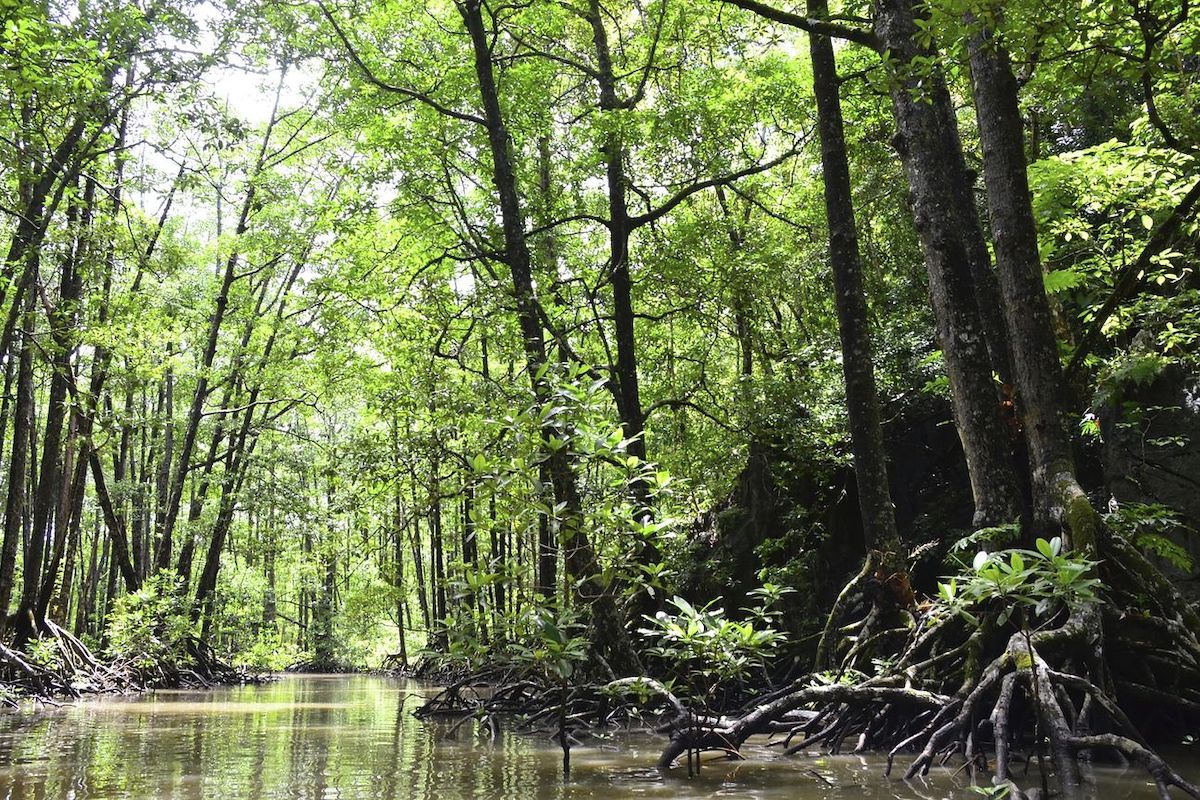 Mangrove forest
