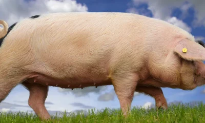 Animal Farm has been translated into Shona – why a group of Zimbabwean writers undertook the task