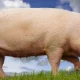 Animal Farm has been translated into Shona – why a group of Zimbabwean writers undertook the task