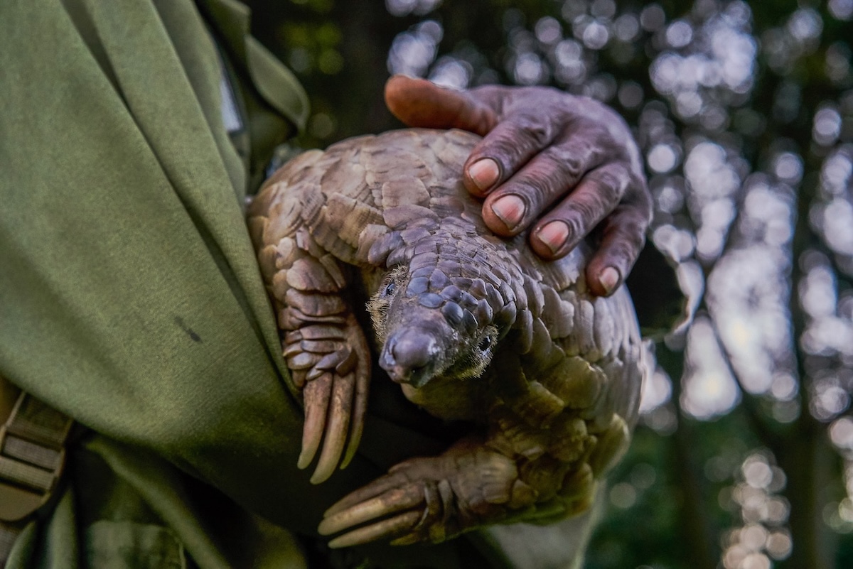 A ground pangolin in the care of Tikki Hywood Foundation
