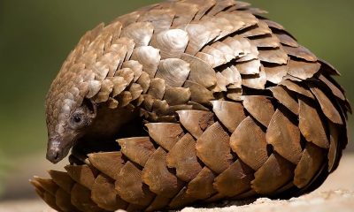 Debunking the mythical powers of Pangolins