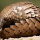 Debunking the mythical powers of Pangolins